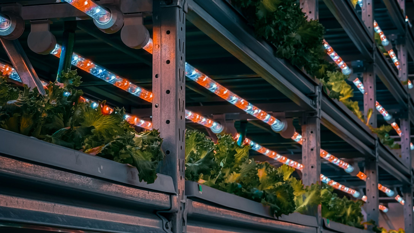 Blue and red LED grow lights illuminating leafy greens on a vertical farming rack