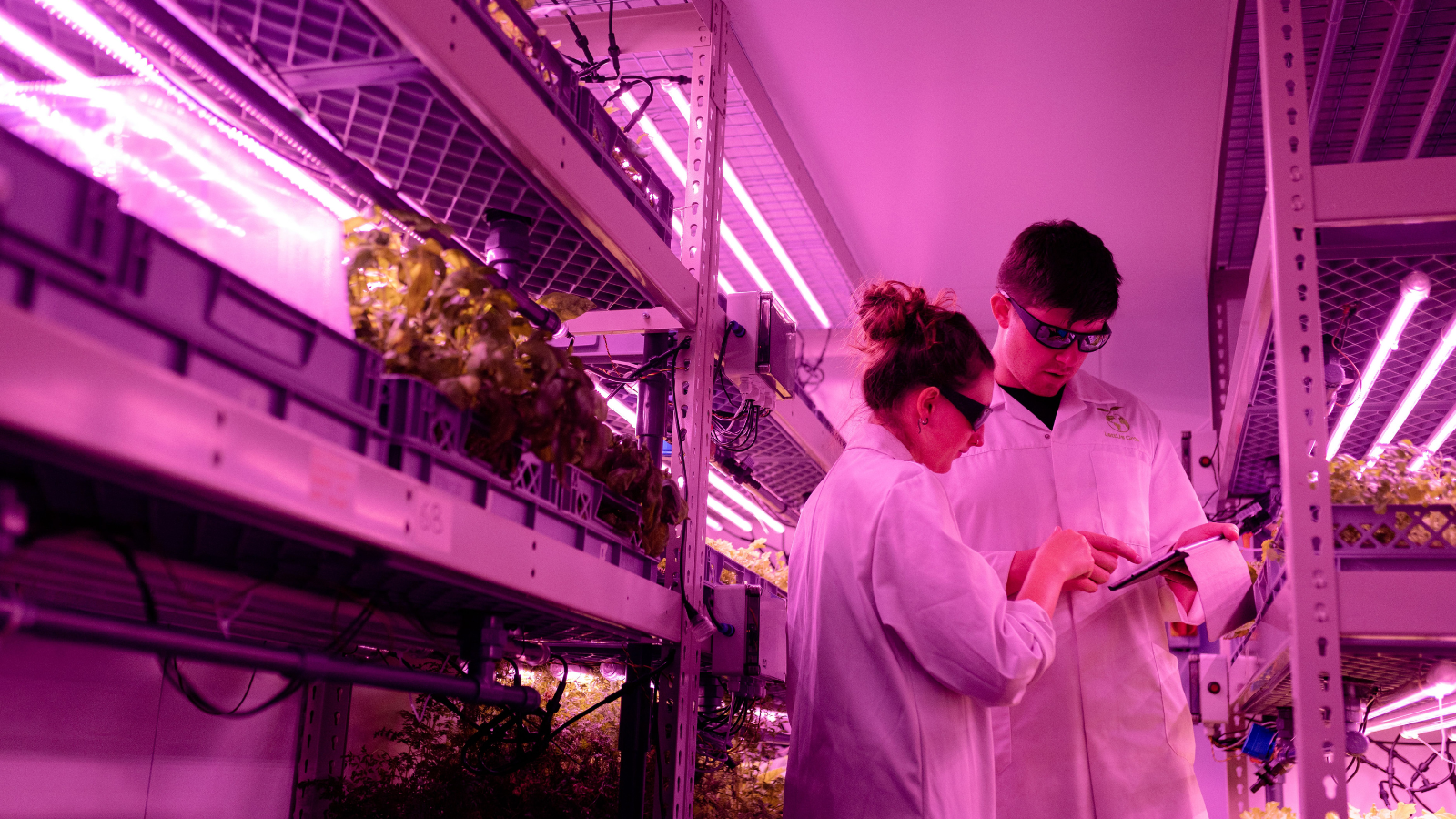 Scientists examine plants in a purple LED illuminated hydroponic system