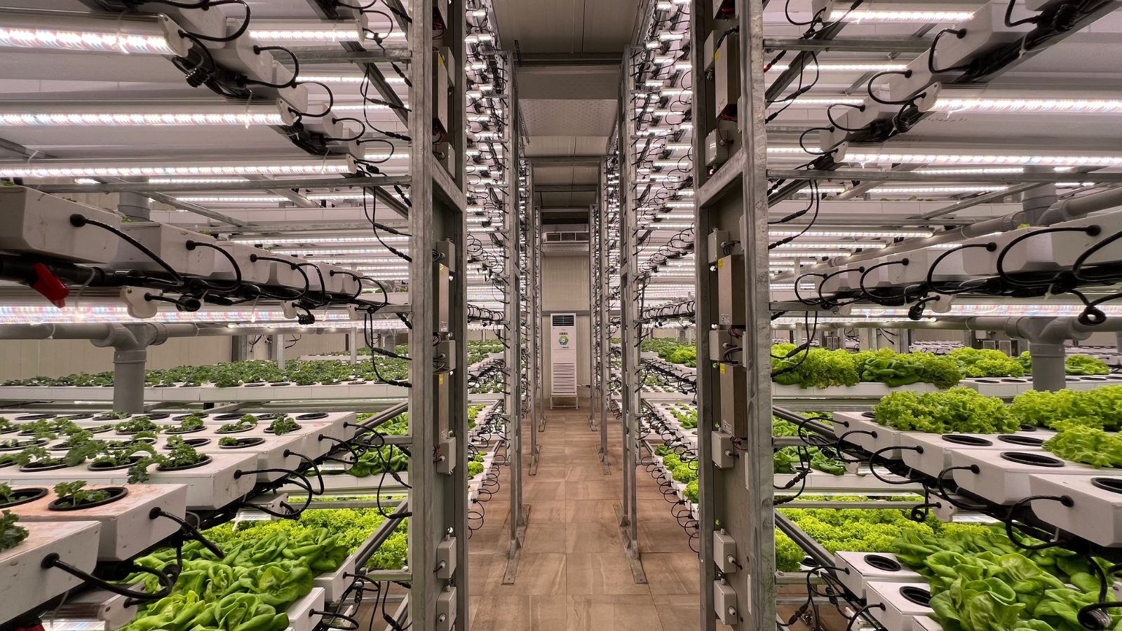 Adaptive LED lighting running a light recipe for plant flavor across a commercial grow rack