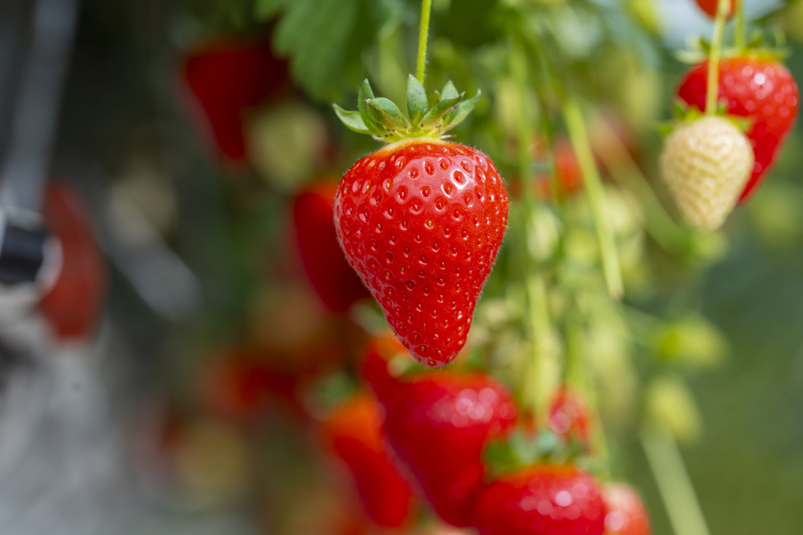 A close-up shot of strawberries grown from Dyson's Hydroponic farm