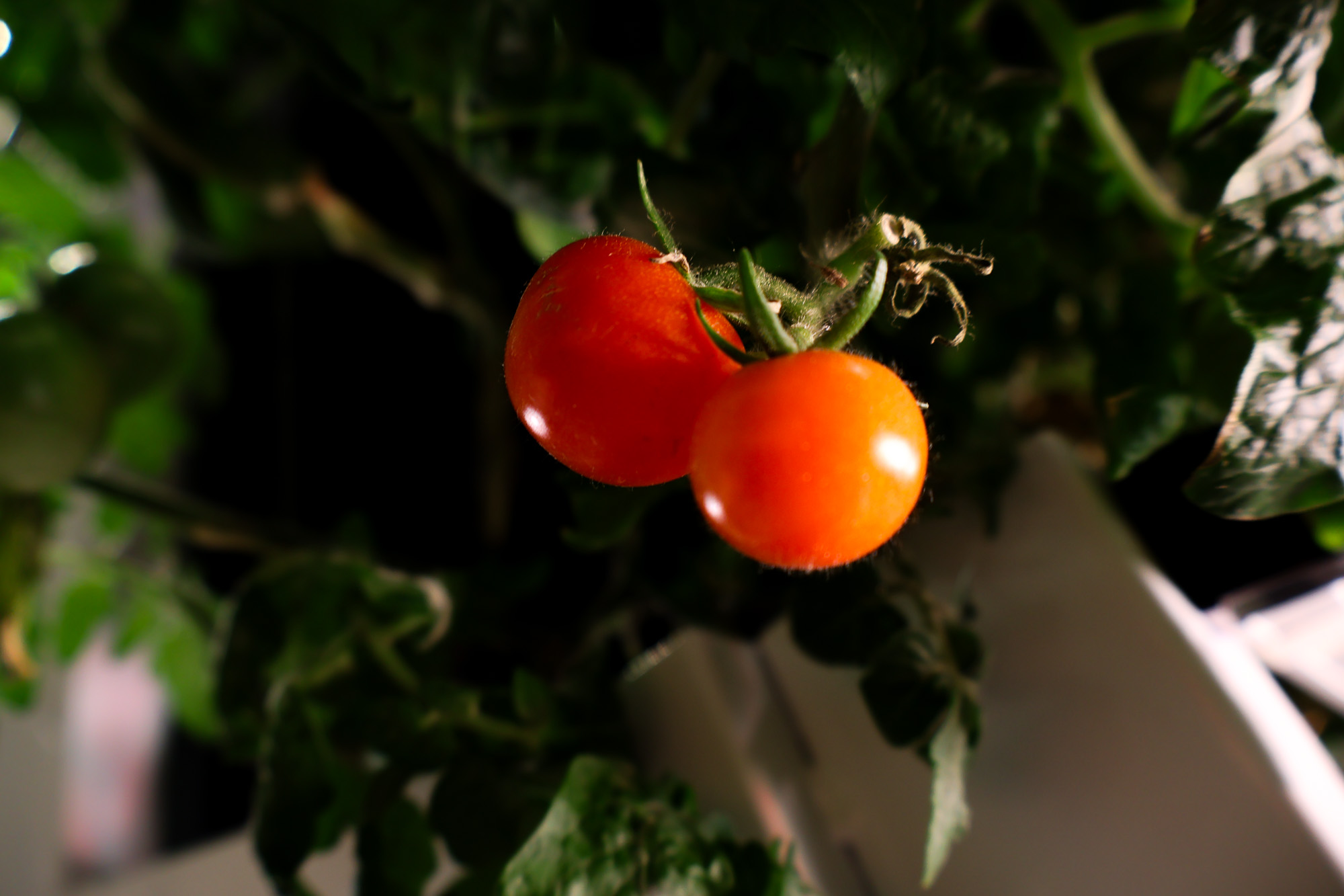 Tomatoes grown from modular commercial grow racks at Just Vertical