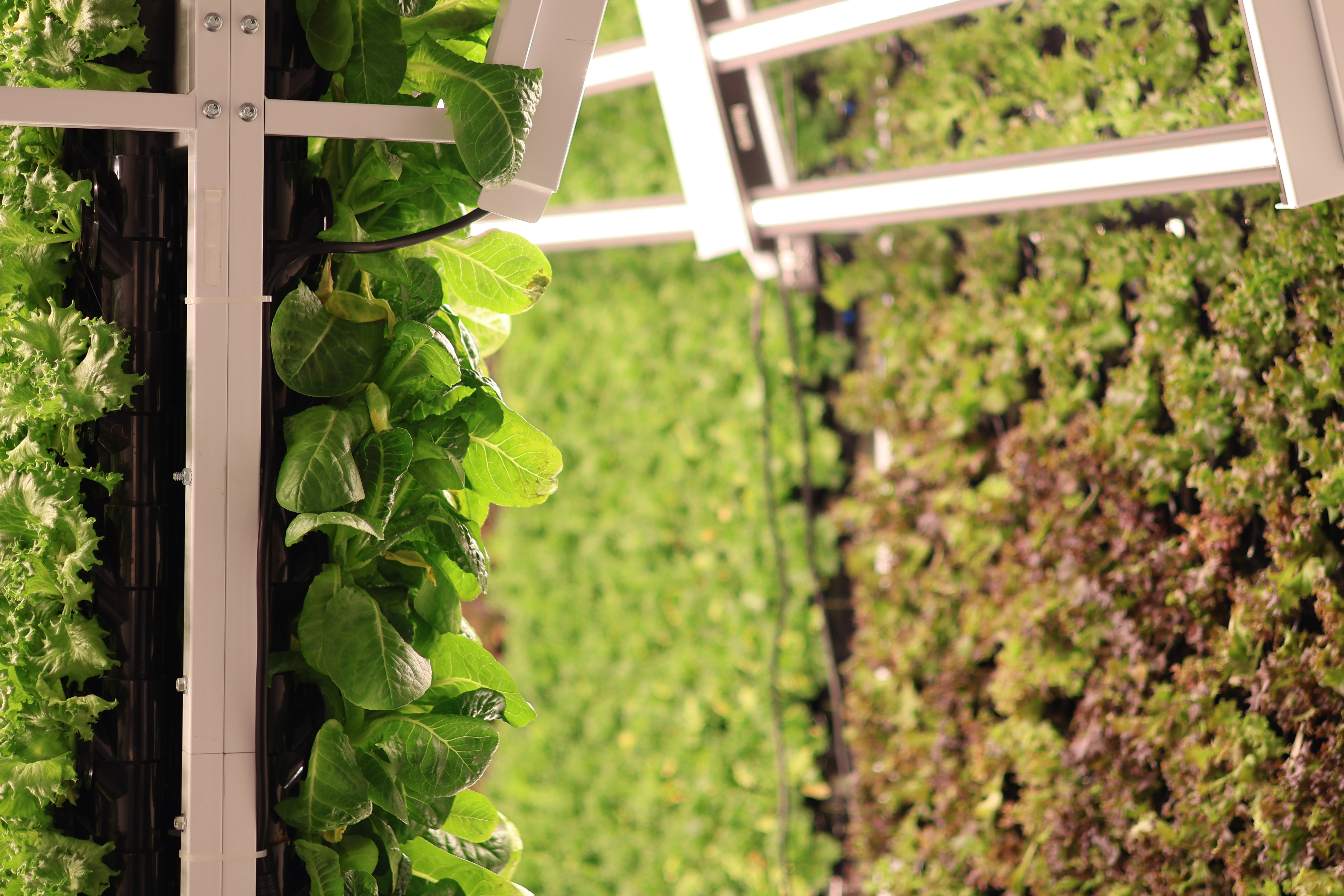 A close-up of LED lighting used in conventional vertical farming