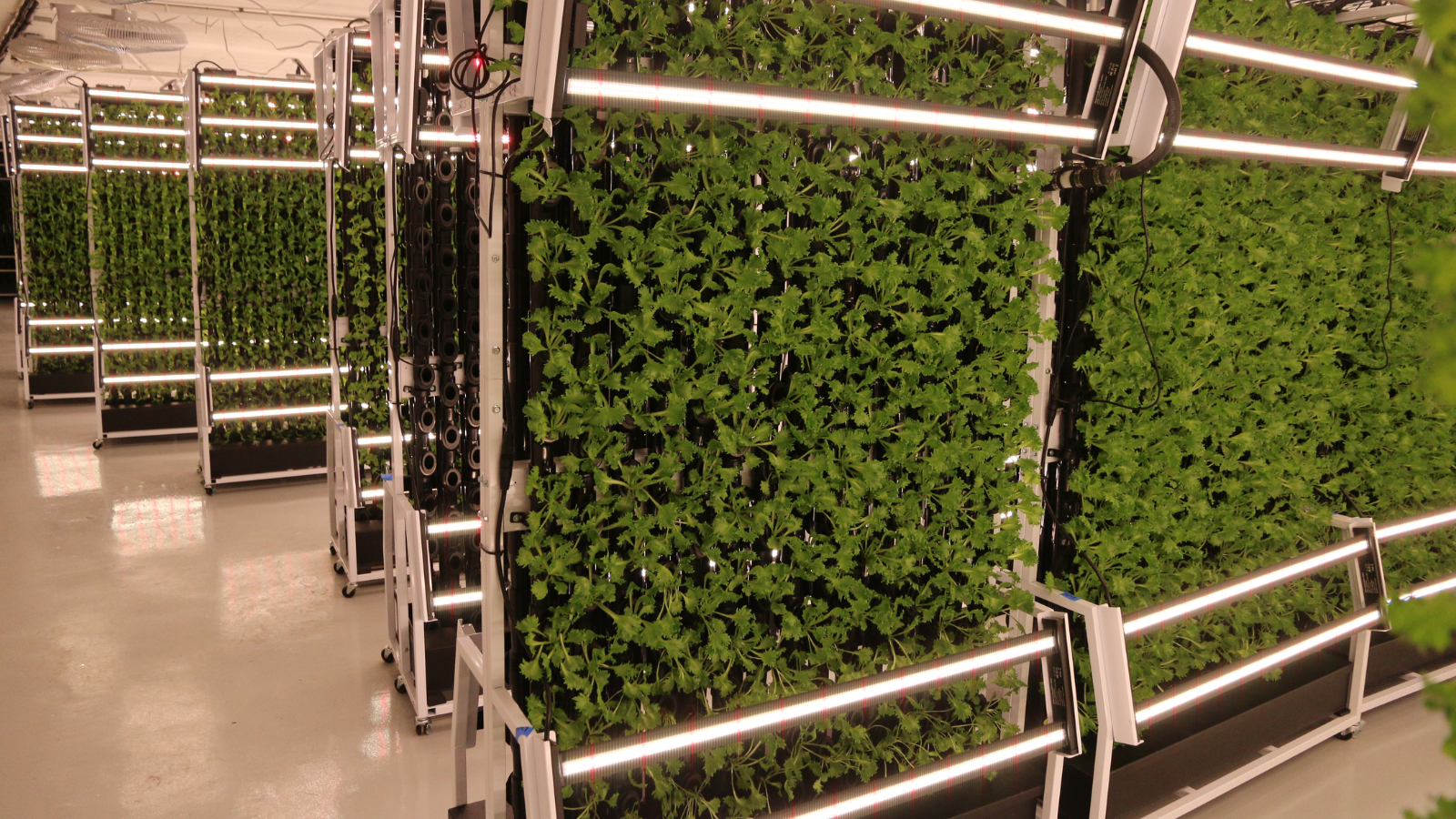 The interior of a 40-foot Just Vertical container farm with vertical racks of leafy greens growing under LED lighting.