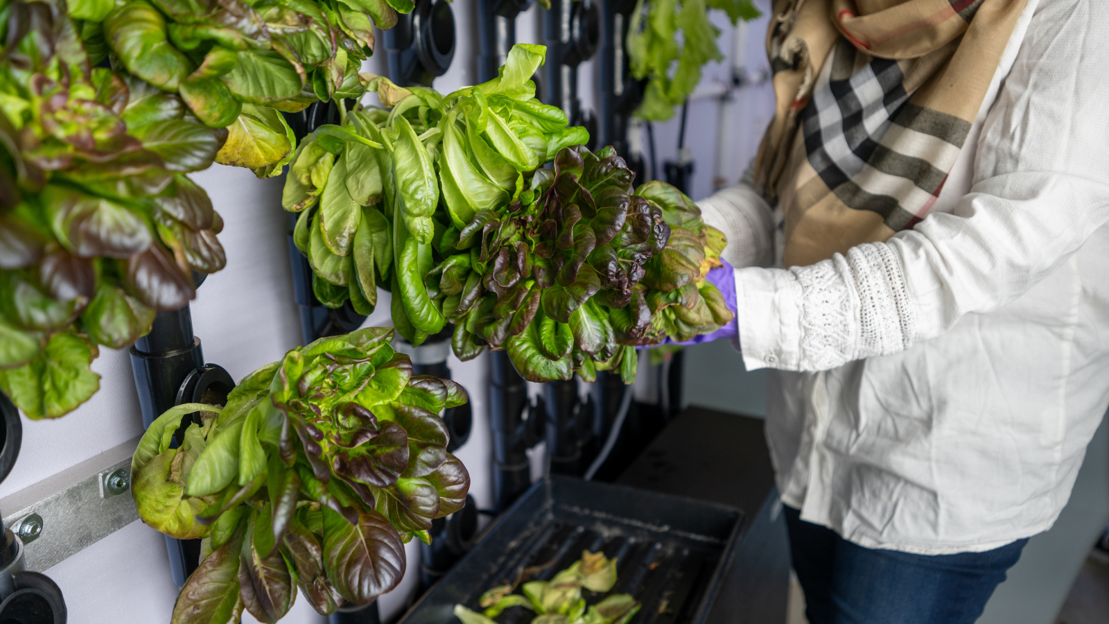 Staff harvesting lettuce inside the 267 square foot Just Vertical hydroponic farm in Rîșcova, Moldova.