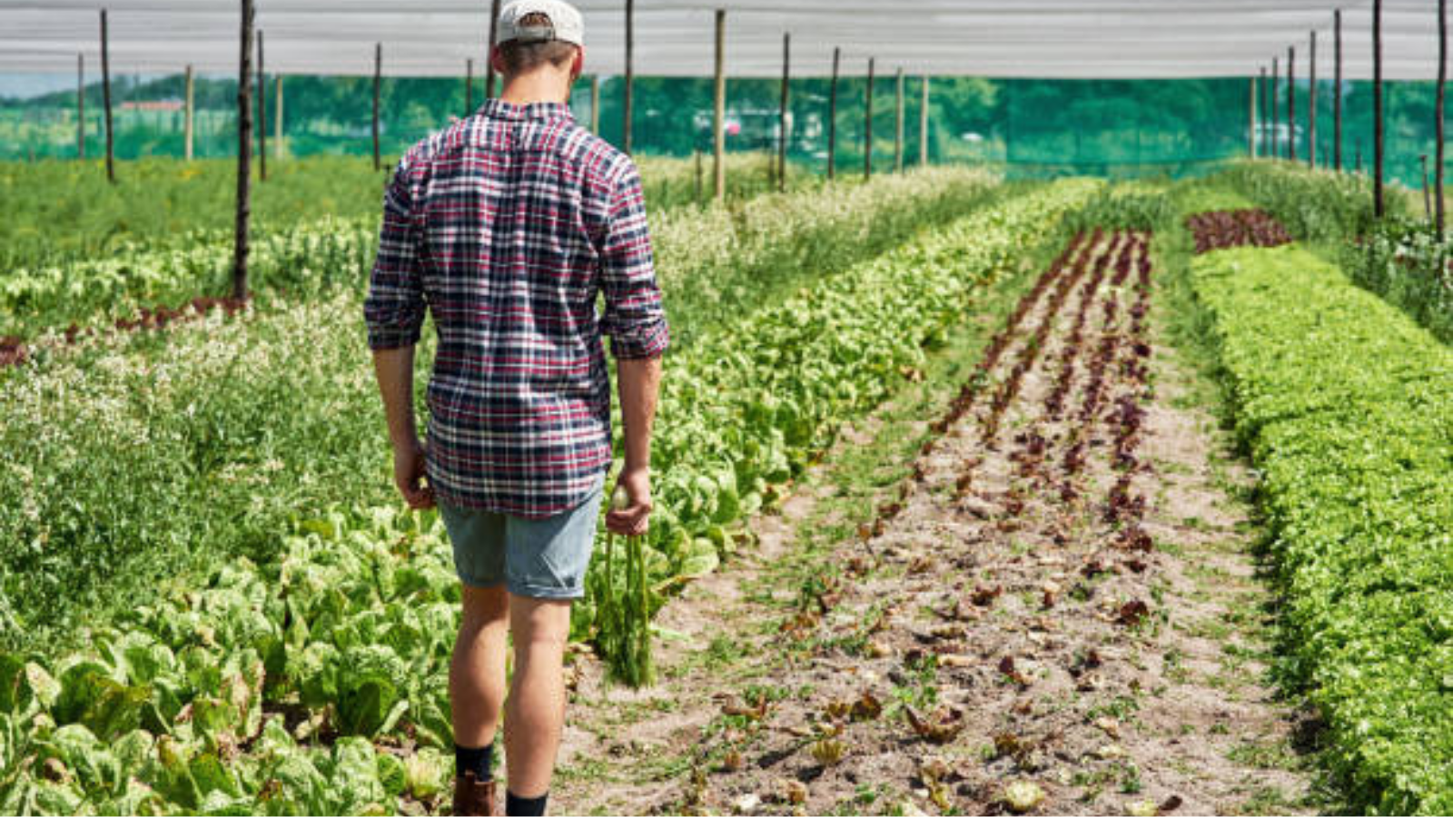Specialty crop farmer walking through rows of leafy vegetables during harvest.