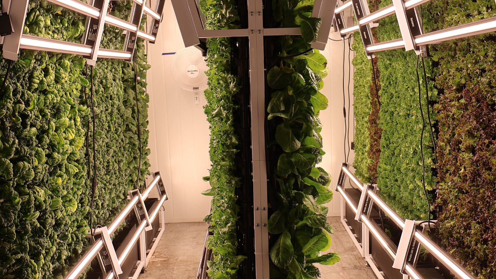 Rows of vertical grow racks filled with leafy greens under LED lighting inside the CW Resources indoor farm in New Britain, Connecticut.