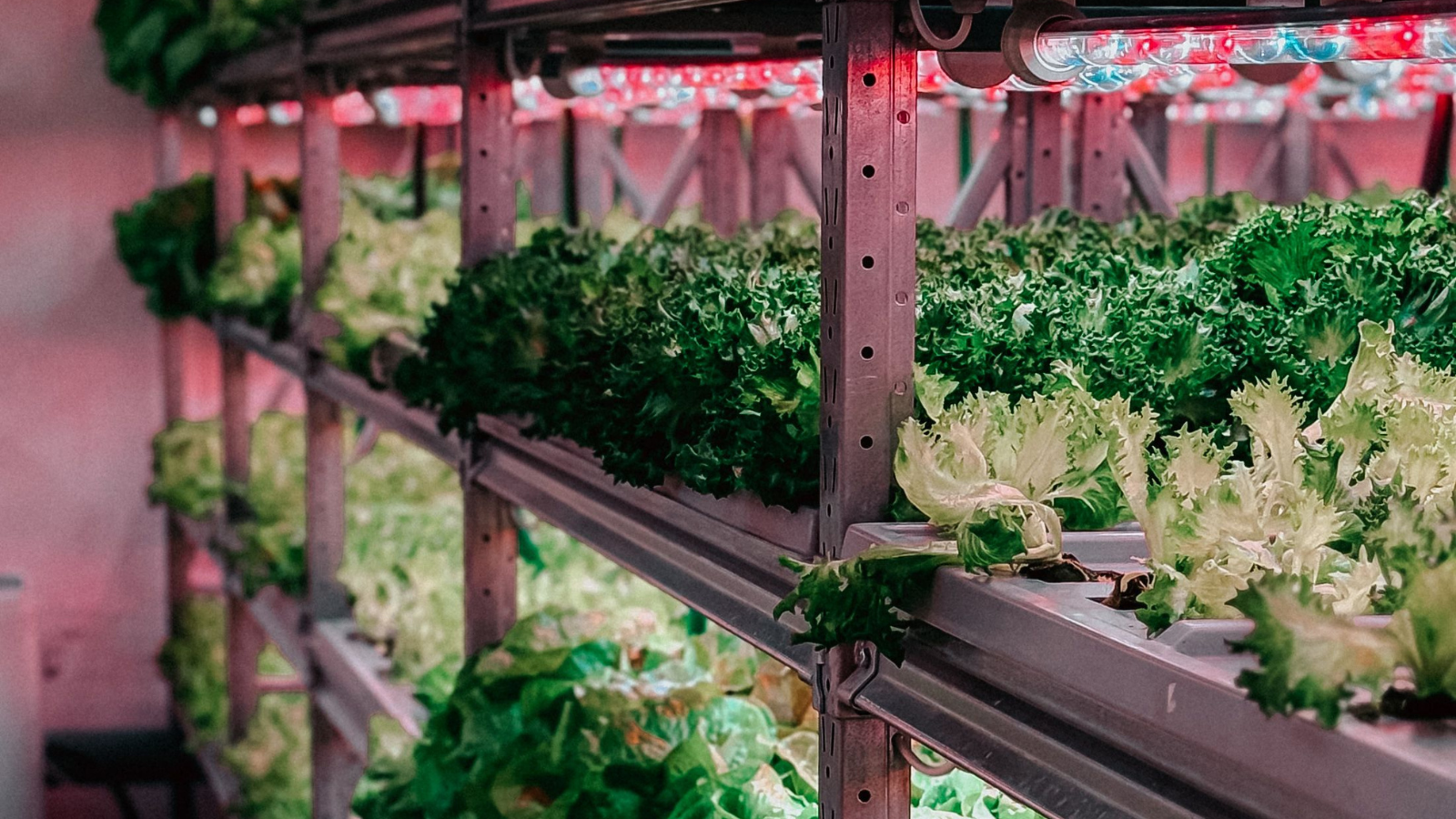 Rows of fresh leafy greens growing under LED lighting inside a commercial vertical farming system, illustrating tariff-proof food supply