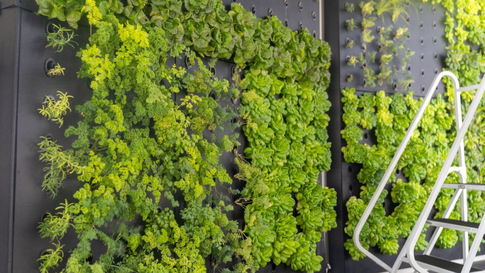 Hydroponic grow walls with leafy greens growing under an LED light