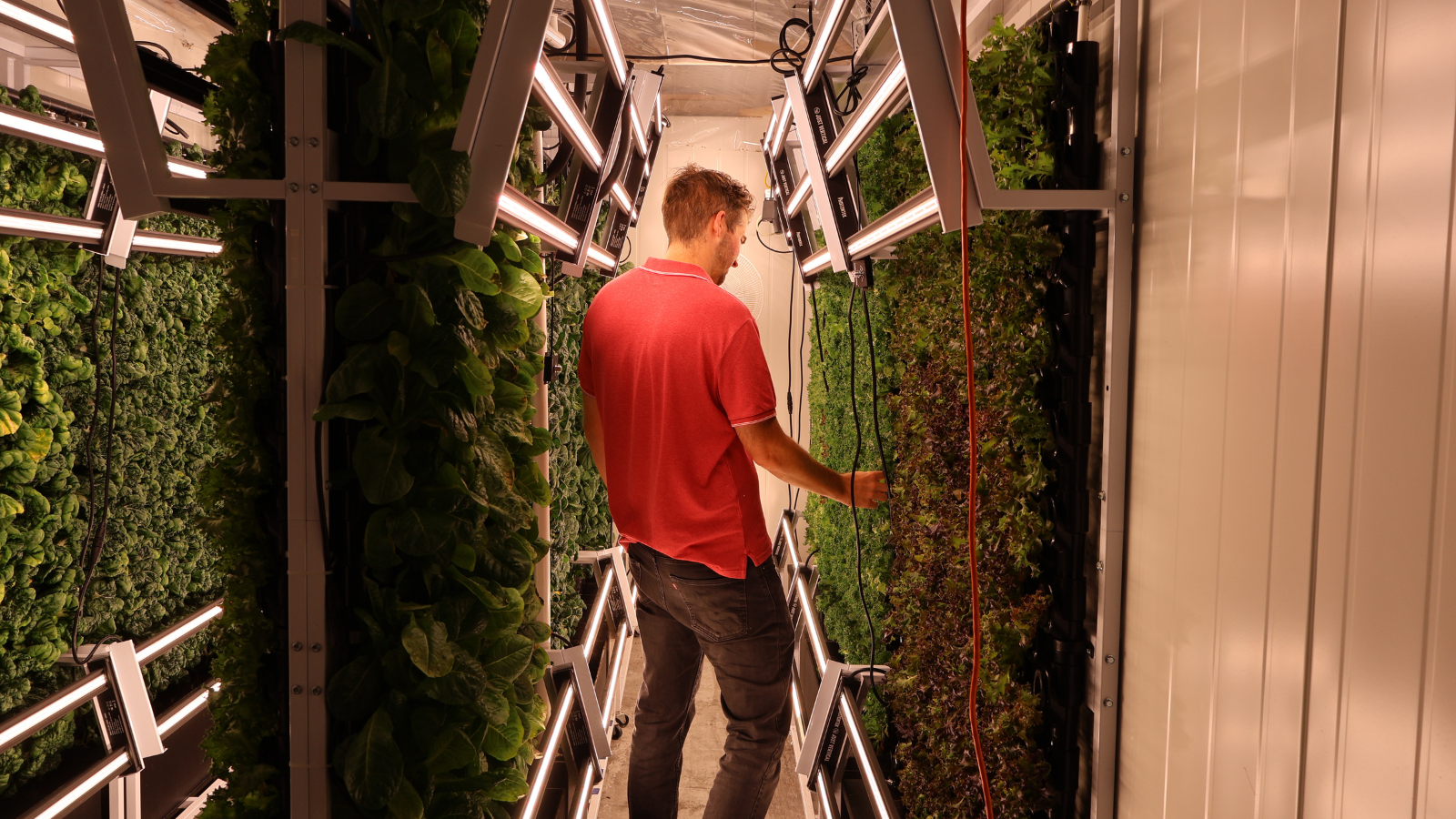 Conner Tidd stands inside a narrow vertical farming setup, inspecting vibrant green crops grown in vertical towers illuminated by LED light bars.