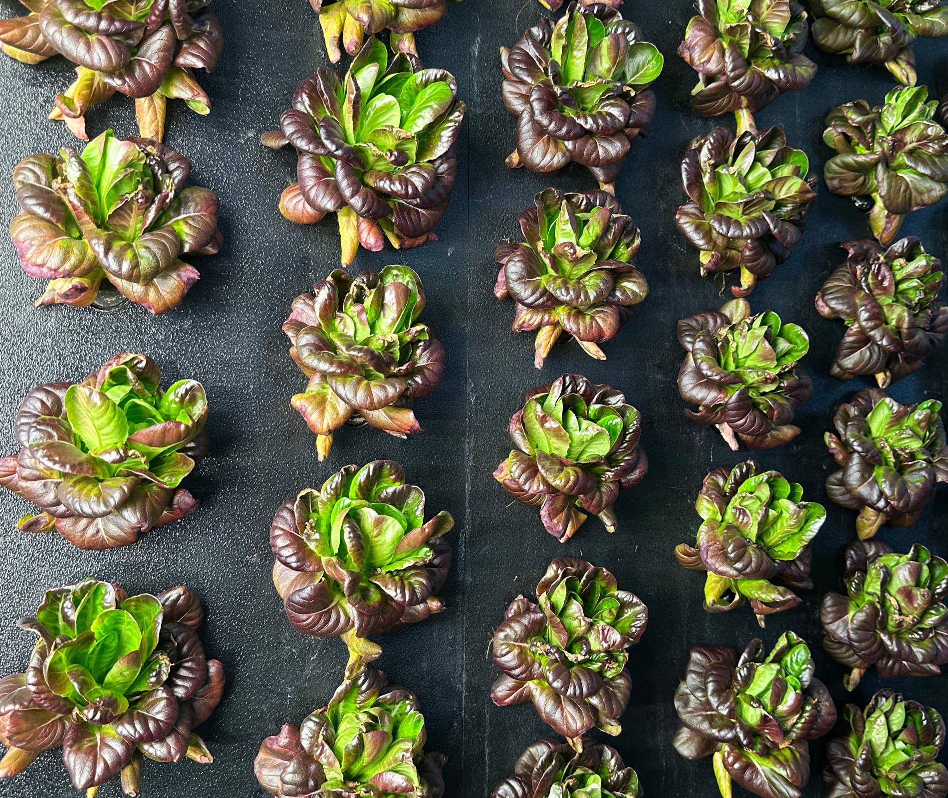 Rows of lettuce growing under LED lights inside an indoor farm, showing how to grow produce in Canada in the winter.