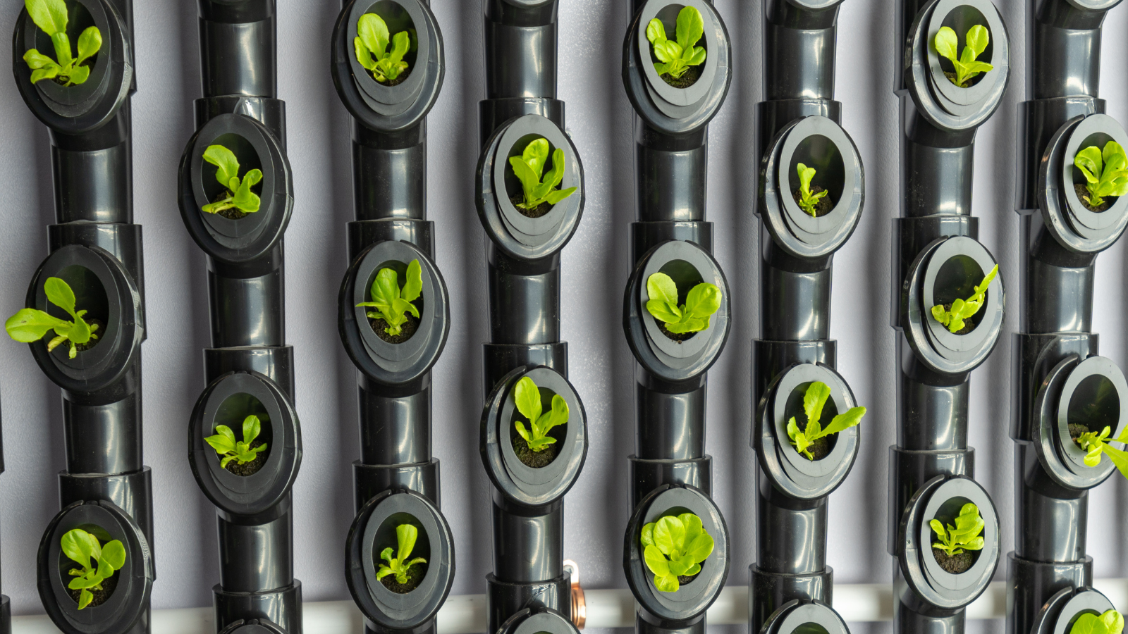 Close-up of a vertical hydroponic grow tower with rows of small leafy green seedlings growing directly out of round planting ports.