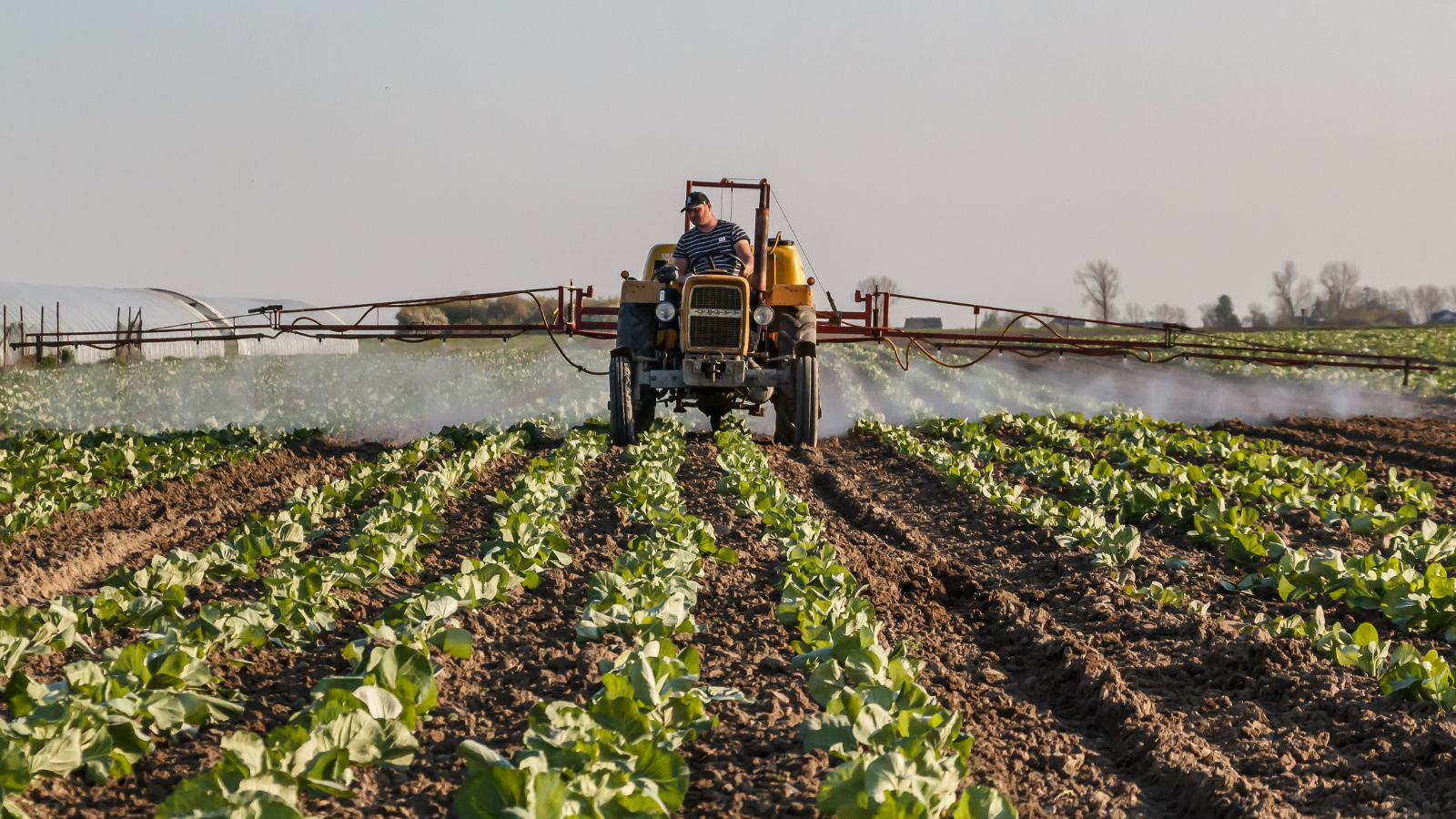 Farmer on a tractor sprays fertilizer across various crops