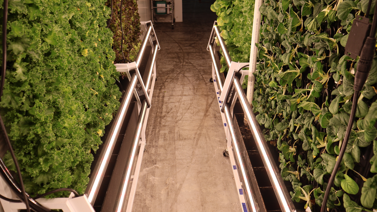 Fresh greens growing in hydroponic vertical growth towers