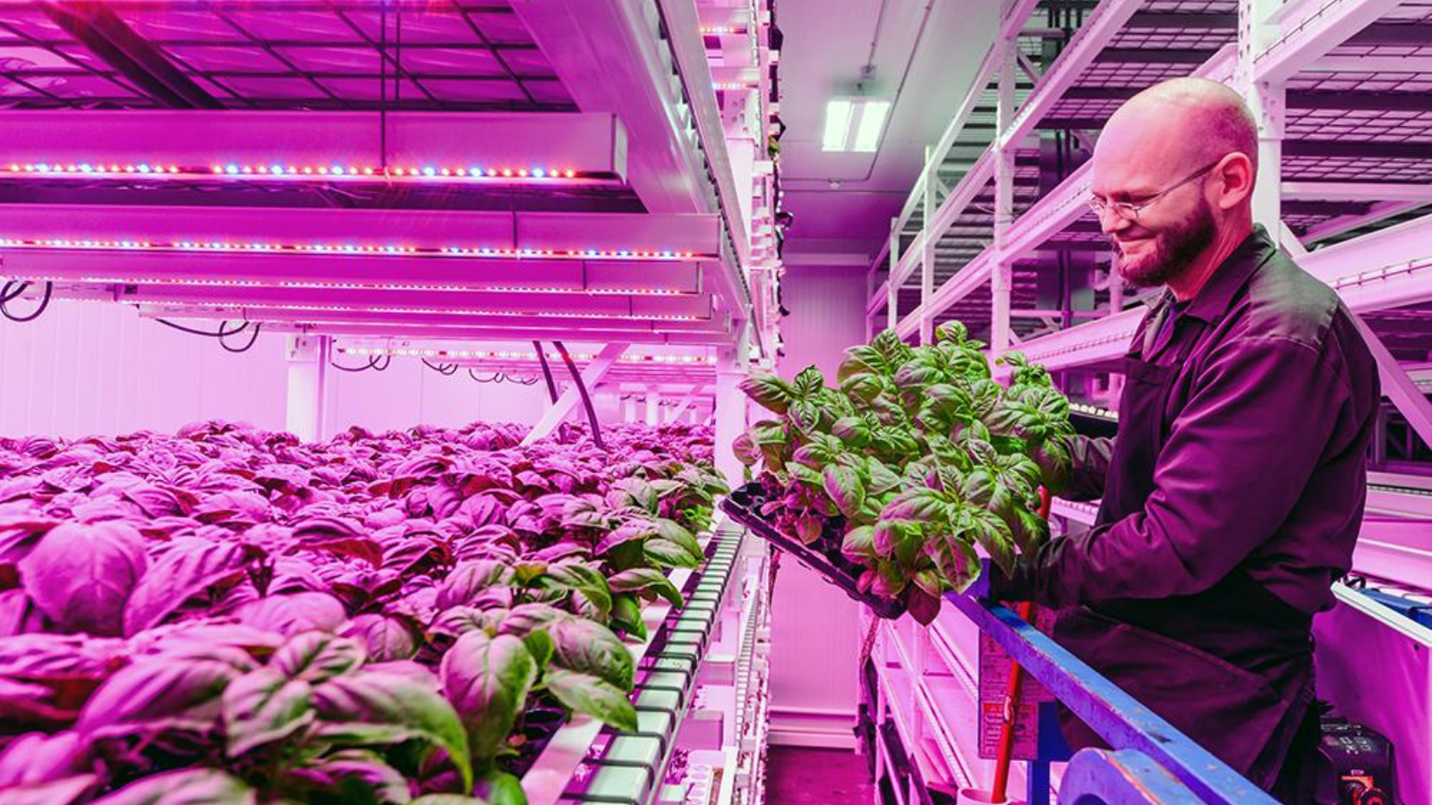 Lane Patterson, chief engineer, examines the successful cultivation of Italian basil