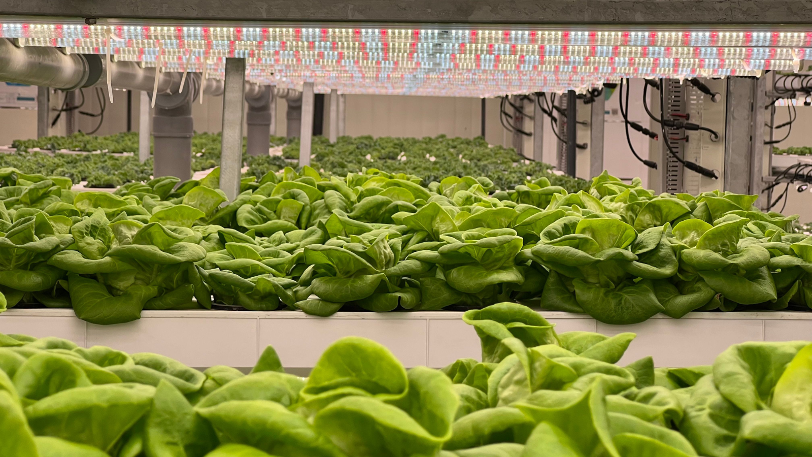 Lettuce growing under an adaptive LED lighting system with smart climate control automation