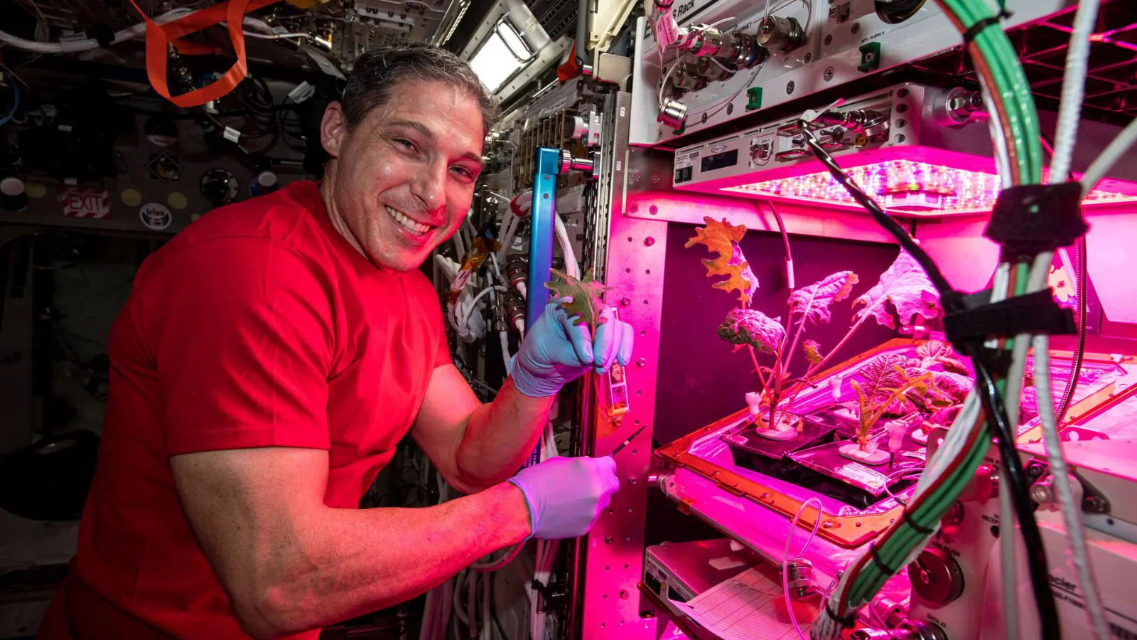 NASA astronaut Michael Hopkins shows off a plant from VEG-03I experiment grown in the "upper" Veggie unit on the International Space Station last year.