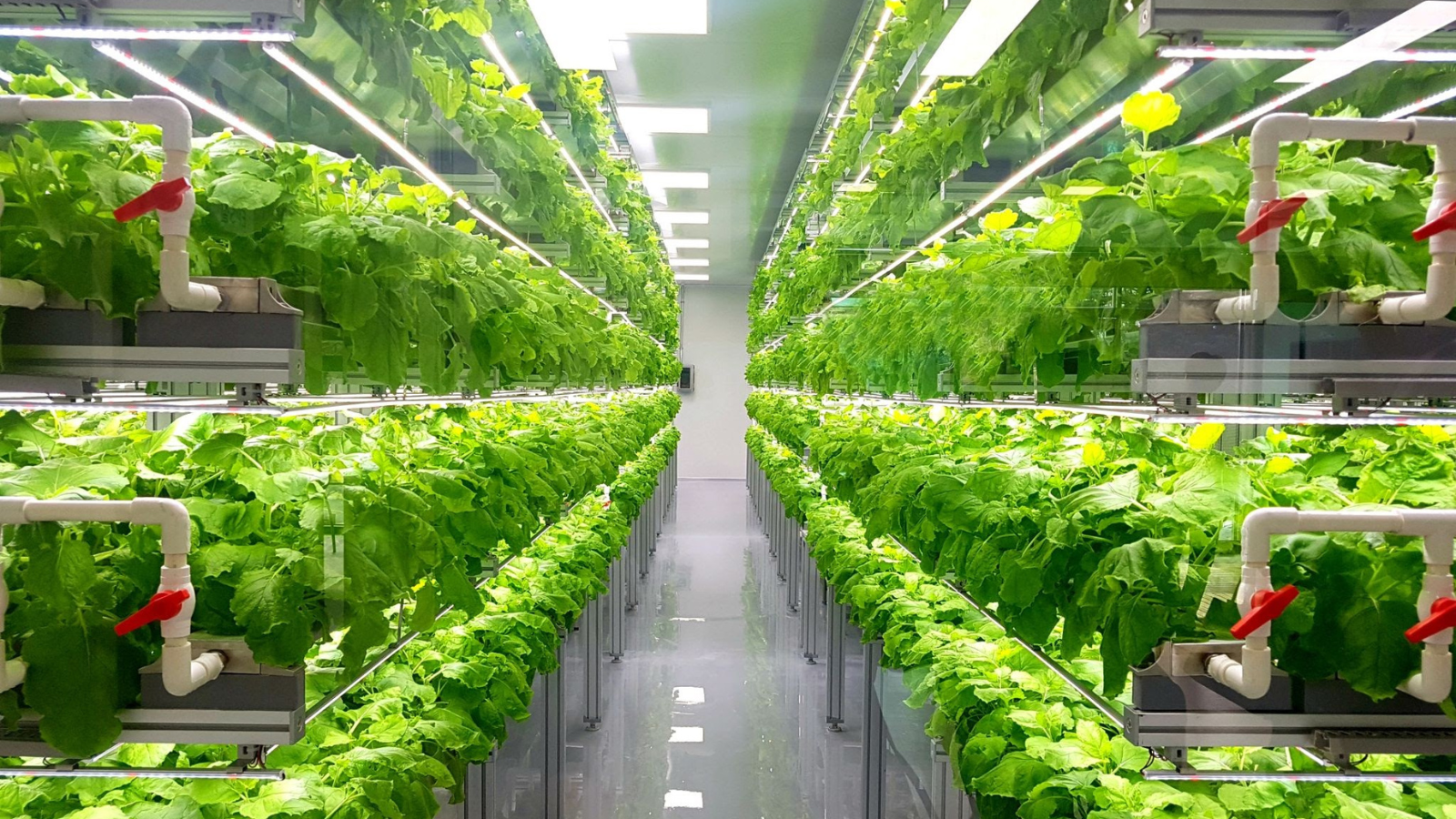 High-tech urban vertical farm featuring stacked hydroponic shelves, leafy greens, and specialized LED growth lights